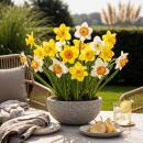 Exotenherz Flower bulbs - Narcissus Narcis Large Cupped Mix in various colors. Colors (15 pieces) Diameter 12-14cm
