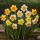 Exotenherz Flower bulbs - Narcissus Narcis Large Cupped Mix in various colors. Colors (15 pieces) Diameter 12-14cm