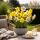 Exotenherz Flower bulbs - Narcissus Narcis Large Cupped Mix in various colors. Colors (15 pieces) Diameter 12-14cm