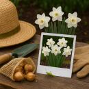 Exotenherz Blumenzwiebeln - Narzisse Narcis Mount Hood Weiß (15 Stück) Durchmesser 10-12cm