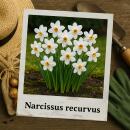 Exotenherz Flower bulbs - Narcissus Narcis Recurvus White (10 pieces) Diameter 12-14cm