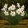 Exotenherz Flower bulbs - Narcissus Narcis Recurvus White (10 pieces) Diameter 12-14cm