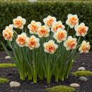 Exotenherz Flower bulbs - Narcissus Narcis Replete - White/Orange (10 pieces) Diameter 10-12cm