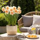 Exotenherz Flower bulbs - Narcissus Narcis Replete - White/Orange (10 pieces) Diameter 10-12cm