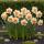 Exotenherz Flower bulbs - Narcissus Narcis Replete - White/Orange (10 pieces) Diameter 10-12cm