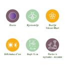 Cœur dexotisme bulbes de fleurs - Crocus Bleu (30 pièces) diamètre 7-8cm