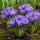 Cœur dexotisme bulbes de fleurs - Crocus Bleu (30 pièces) diamètre 7-8cm