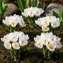 Exotenherz Blumenzwiebeln - Krokus Crocus Weiss (30...