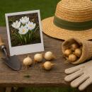 Exotenherz Flower bulbs - Crocus Crocus White (30 pieces) Diameter 7-8cm