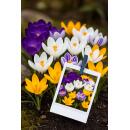 Exotenherz flower bulbs - Crocus Crocus large-flowered mix in various colors colors (30 pieces) diameter 7-8cm
