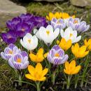 Exotenherz Blumenzwiebeln - Krokus Crocus...