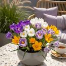 Exotenherz Blumenzwiebeln - Krokus Crocus...