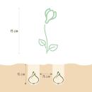 Exotenherz flower bulbs - Crocus Crocus large-flowered mix in various colors colors (30 pieces) diameter 7-8cm