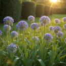 Exotenherz Blumenzwiebeln - Zierlauch Allium Caeruleum...