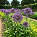 Exotenherz Blumenzwiebeln - Zierlauch Allium Christophii...