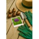 Exotenherz Blumenzwiebeln - Zierlauch Allium Christophii  (15 Stück) Durchmesser 10-12cm