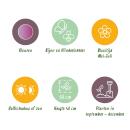 Exotenherz Blumenzwiebeln - Zierlauch Allium Christophii  (15 Stück) Durchmesser 10-12cm