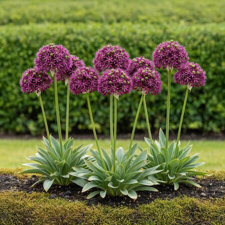 Exotenherz Blumenzwiebeln - Zierlauch Allium Miami (15 Stück) Durchmesser 10-11cm