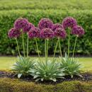Exotenherz Blumenzwiebeln - Zierlauch Allium Miami (15...