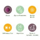 Exotenherz Blumenzwiebeln - Zierlauch Allium Miami (15 Stück) Durchmesser 10-11cm