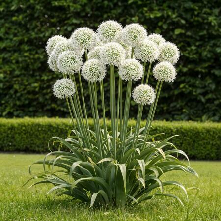 Exotenherz Blumenzwiebeln - Zierlauch Allium Mount Everest Weiss (3 Stück) Durchmesser 16-18cm