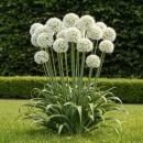 Exotenherz Blumenzwiebeln - Zierlauch Allium Mount...
