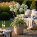 Exotenherz Blumenzwiebeln - Zierlauch Allium Mount...