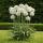 Exotenherz Blumenzwiebeln - Zierlauch Allium Mount Everest Weiss (3 Stück) Durchmesser 16-18cm