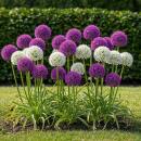 Exotenherz Blumenzwiebeln - Zierlauch Allium...