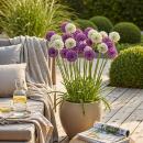 Exotenherz Blumenzwiebeln - Zierlauch Allium...