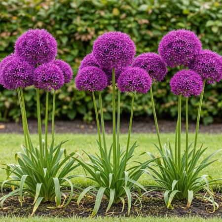 Cœur dexotisme bulbes à fleurs - Ail dornement Allium Purple Sensation (15 pièces) diamètre 10-12cm