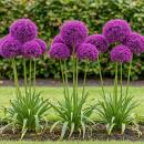 Exotenherz Blumenzwiebeln - Zierlauch Allium Purple...