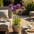 Cœur dexotisme bulbes à fleurs - Ail dornement Allium Purple Sensation (15 pièces) diamètre 10-12cm