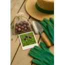 Cœur dexotisme bulbes à fleurs - Ail dornement Allium Purple Sensation (15 pièces) diamètre 10-12cm