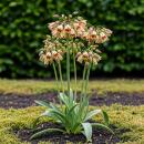 Exotenherz Blumenzwiebeln - Zierlauch Allium Siculum -...