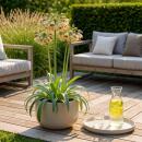 Exotenherz Blumenzwiebeln - Zierlauch Allium Siculum -...