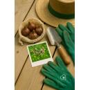 Exotenherz Blumenzwiebeln - Zierlauch Allium Siculum - weiss-rosa (30 Stück) Durchmesser 8-10cm