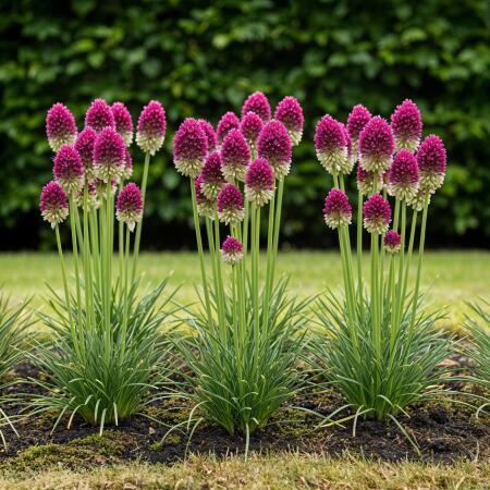 Exotenherz Blumenzwiebeln - Zierlauch Allium Sphaerocephalon ( 100 Stück) - Durchmesser 5-6cm