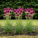 Exotenherz Blumenzwiebeln - Zierlauch Allium...