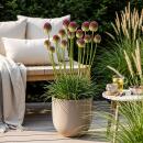 Exotenherz Blumenzwiebeln - Zierlauch Allium...