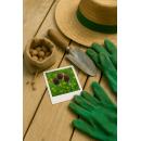 Exotenherz Blumenzwiebeln - Zierlauch Allium Sphaerocephalon ( 100 Stück) - Durchmesser 5-6cm