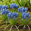 Cœur dexotisme bulbes de fleurs - Jacinthe de raisin Muscari Armeniacum (50 pièces) diamètre 8-9cm