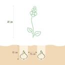 Cœur dexotisme bulbes de fleurs - Jacinthe de raisin Muscari Armeniacum (50 pièces) diamètre 8-9cm