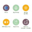 Cœur dexotisme bulbes de fleurs - Jacinthe de raisin Muscari Armeniacum (50 pièces) diamètre 8-9cm