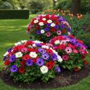 Exotenherz Blumenzwiebeln - Anemone de Caen Mix (30 Stück) Durchmesser 5-6cm