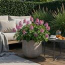 Exotenherz Blumenzwiebeln - Lerchensporn Corydalis Beth...