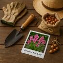 Exotenherz Blumenzwiebeln - Lerchensporn Corydalis Beth Evans (20 Stück) Durchmesser 6-7cm