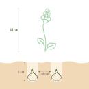 Exotenherz Blumenzwiebeln - Lerchensporn Corydalis Beth Evans (20 Stück) Durchmesser 6-7cm