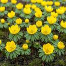 Exotenherz Blumenzwiebeln - Kilikischer Winterling...