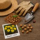 Exotenherz Blumenzwiebeln - Kilikischer Winterling Eranthis Cilicica (25 Stück) Durchmesser 4-5cm